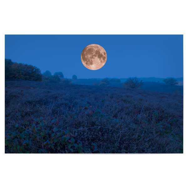 Poster "Vollmond über Heidelandlandschaft" artboxONE - Natur,Reise,Reise / Länder