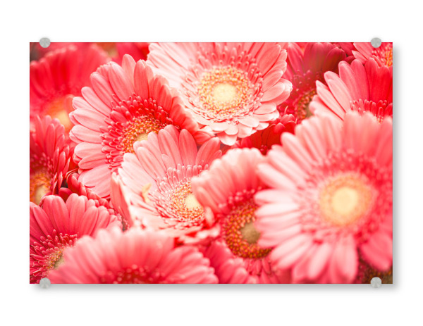Acrylglasbild "Pink blossom dream" artboxONE - Natur,Floral - Pink,Blossom,Blüte,Flower,Blume,Floral