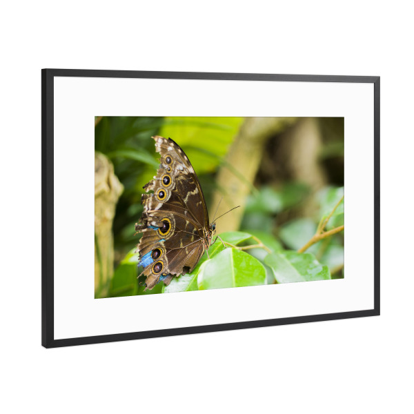 Poster mit Rahmen Schwarz (Metallic) "Schöner Schmetterling im Garten" artboxONE - Natur,Tiere - Butterfly,Mariposa,Schmetterling,Nature photography