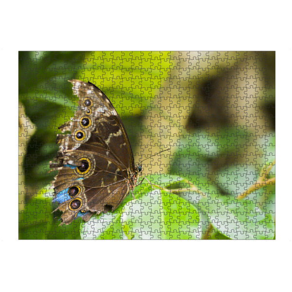 Puzzle Ravensburger "Schöner Schmetterling im Garten" artboxONE - Natur,Tiere - Butterfly,Mariposa,Schmetterling,Nature photography - Bild butterfly