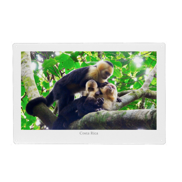 Metall Poster "Monkeys of Costa Rica" artboxONE - Natur,Reise,Tiere,Reise / Länder