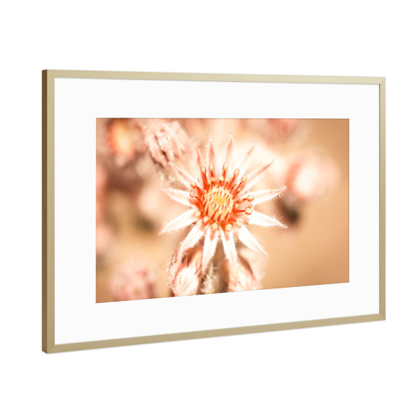 Poster mit Rahmen Gold "Sunny Andikythira" artboxONE - Natur,Reise,Floral - France,Frankreich,Provence,Andikythira