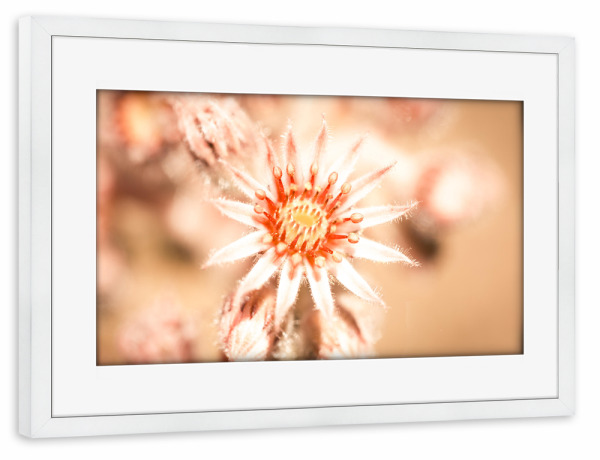 Poster mit Rahmen weiß "Sunny Andikythira" artboxONE - Natur,Reise,Floral - France,Frankreich,Provence,Andikythira