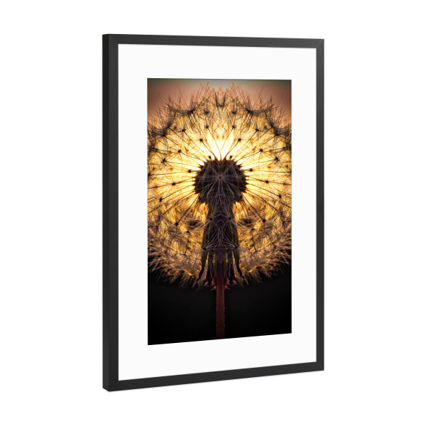 Poster mit Rahmen Schwarz (Metallic) "Löwenzahn" artboxONE - Natur,Floral