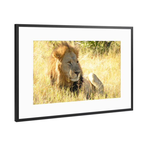 Poster mit Rahmen Schwarz (Metallic) "Der männliche Löwe" artboxONE - Reise,Tiere,Reise / Afrika,Reise / Länder