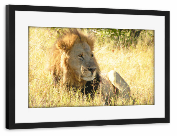 Poster mit Rahmen schwarz "Der männliche Löwe" artboxONE - Reise,Tiere,Reise / Afrika,Reise / Länder