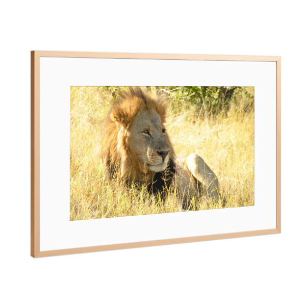 Poster mit Rahmen Kupfer "Der männliche Löwe" artboxONE - Reise,Tiere,Reise / Afrika,Reise / Länder