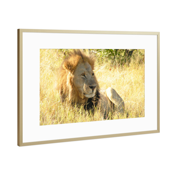 Poster mit Rahmen Gold "Der männliche Löwe" artboxONE - Reise,Tiere,Reise / Afrika,Reise / Länder