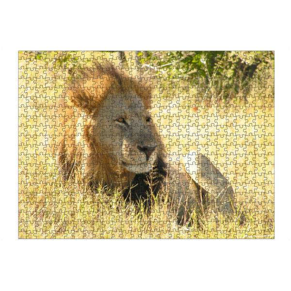 Puzzle Ravensburger "Der männliche Löwe" artboxONE - Reise,Tiere,Reise / Afrika,Reise / Länder