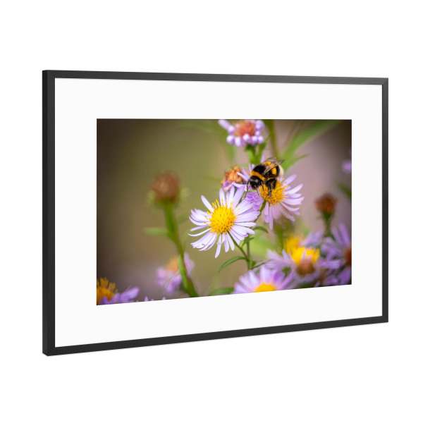 Poster mit Rahmen Schwarz (Metallic) "Eine Hummel auf einer Blüte" artboxONE - Natur,Tiere - Blumenwiese,Hummel,Blume,Blüte,Biene,Natur,Insekt
