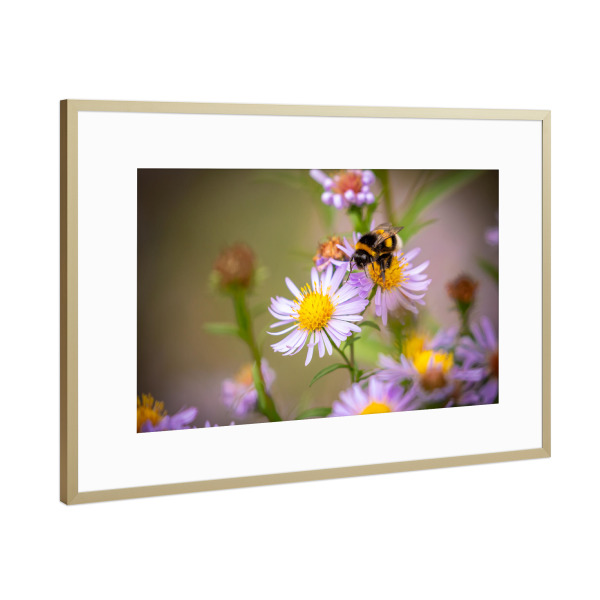 Poster mit Rahmen Gold "Eine Hummel auf einer Blüte" artboxONE - Natur,Tiere - Blumenwiese,Hummel,Blume,Blüte,Biene,Natur,Insekt