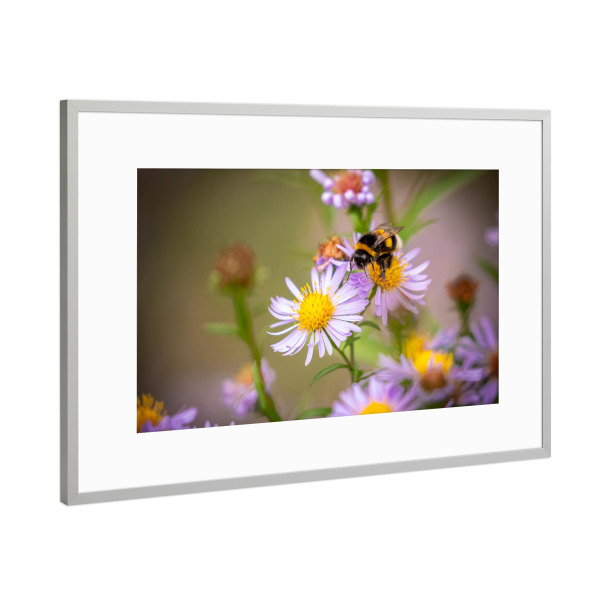 Poster mit Rahmen Silber "Eine Hummel auf einer Blüte" artboxONE - Natur,Tiere - Blumenwiese,Hummel,Blume,Blüte,Biene,Natur,Insekt