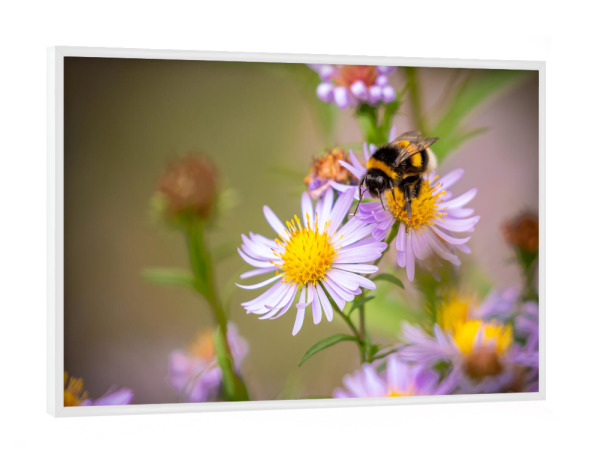 Poster mit weißem Rahmen "Eine Hummel auf einer Blüte" artboxONE - Natur,Tiere - Blumenwiese,Hummel,Blume,Blüte,Biene,Natur,Insekt