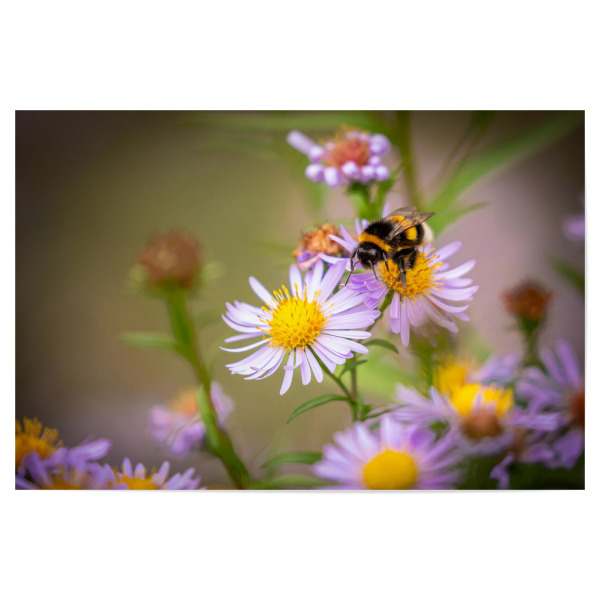 Poster 30x20 cm "Eine Hummel auf einer Blüte" artboxONE - Natur,Tiere - Blumenwiese,Hummel,Blume,Blüte,Biene,Natur,Insekt
