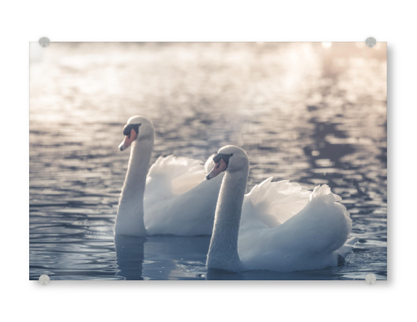 Acrylglasbild "Höckerschwäne" artboxONE - Natur,Tiere - Schwäne,Schwan,Höckerschwan,Cygnus,Vögel,Wasservögel,Weiß,Federn