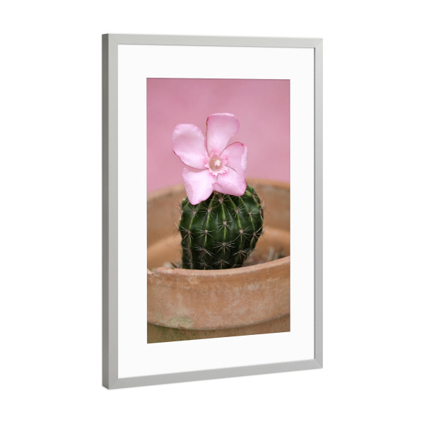 Poster mit Rahmen Silber "Kleiner grüner Kaktus" artboxONE - Natur,Reise,Floral,Lustig