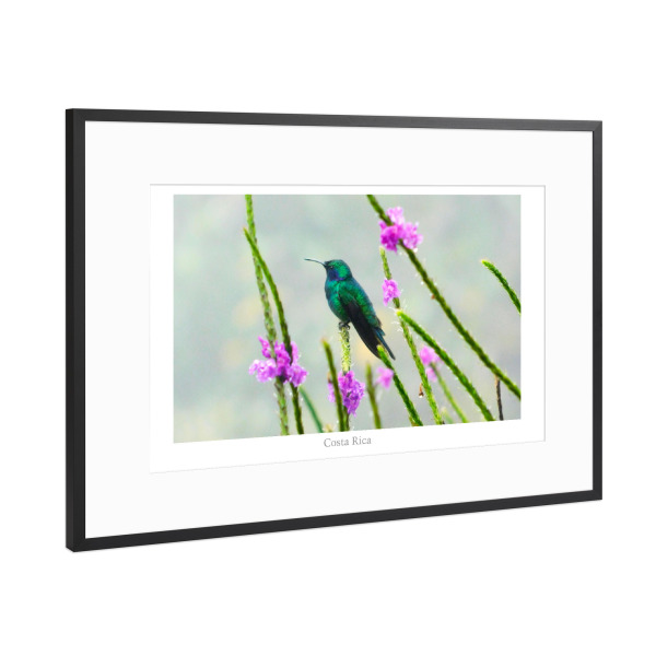 Poster mit Rahmen Schwarz (Metallic) "Ein grüner Kolibri" artboxONE - Natur,Reise,Tiere,Reise / Länder