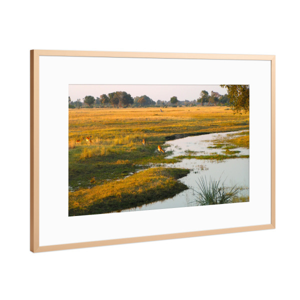 Poster mit Rahmen Kupfer "Moremi Game Reserve" artboxONE - Natur,Reise,Tiere,Reise / Afrika