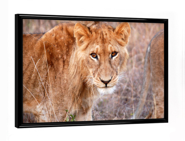 Poster mit schwarzem Rahmen "A young lion" artboxONE - Natur,Reise,Tiere,Reise / Afrika,Reise / Länder