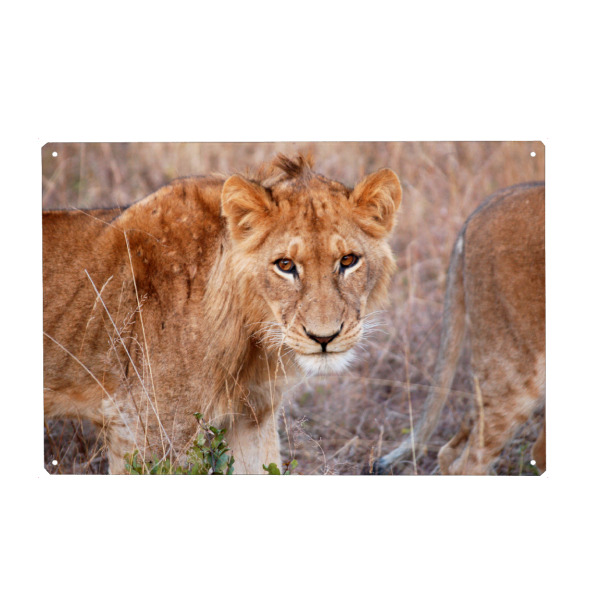 Metall Poster "A young lion" artboxONE - Natur,Reise,Tiere,Reise / Afrika,Reise / Länder