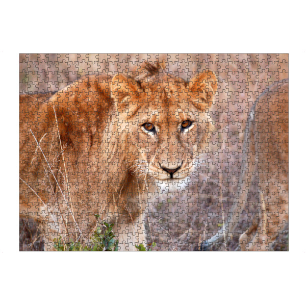 Puzzle Ravensburger "A young lion" artboxONE - Natur,Reise,Tiere,Reise / Afrika,Reise / Länder