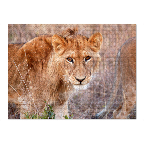 Puzzle Ravensburger "A young lion" artboxONE - Natur,Reise,Tiere,Reise / Afrika,Reise / Länder