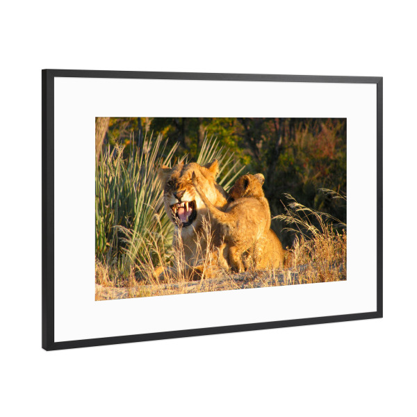 Poster mit Rahmen Schwarz (Metallic) "Eine Löwenmutter mit Baby" artboxONE - Natur,Reise,Tiere,Reise / Afrika,Reise / Länder