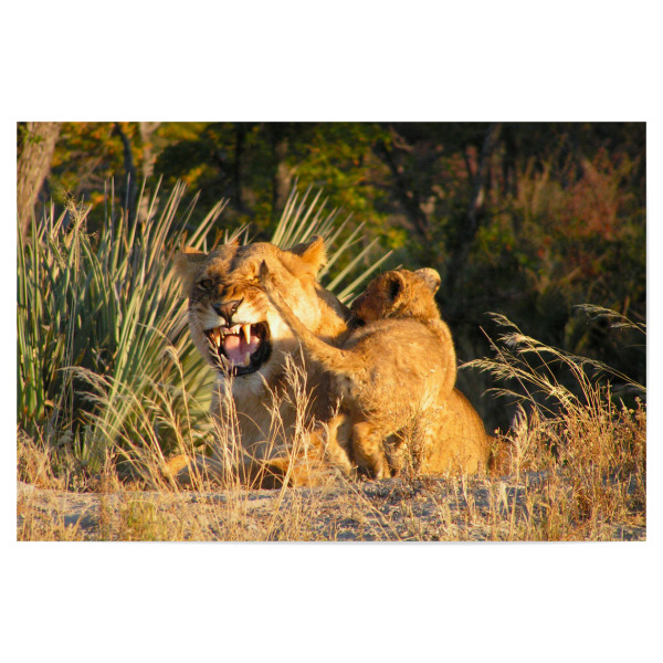 Poster "Eine Löwenmutter mit Baby" artboxONE - Natur,Reise,Tiere,Reise / Afrika,Reise / Länder