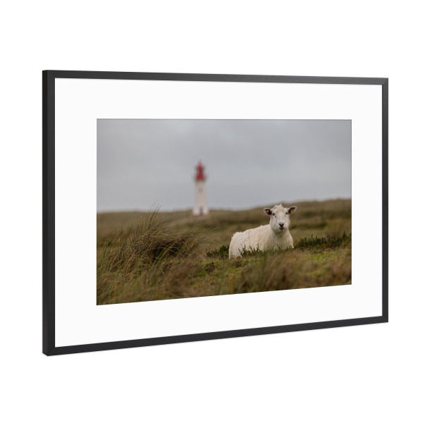Poster mit Rahmen Schwarz (Metallic) "Schaf & Leuchtturm" artboxONE - Natur,Tiere - Sylt,Reise,Dünen,Schaf,Leuchtturm,Maritim,Fotografie