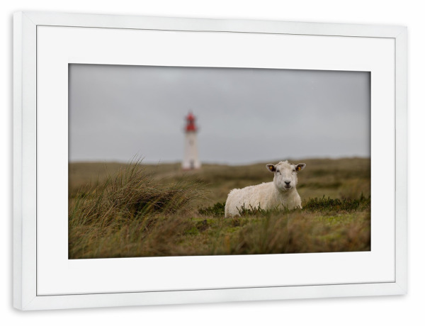 Poster mit Rahmen weiß "Schaf & Leuchtturm" artboxONE - Natur,Tiere - Sylt,Reise,Dünen,Schaf,Leuchtturm,Maritim,Fotografie