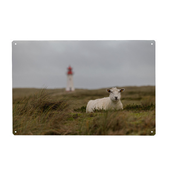 Metall Poster "Schaf & Leuchtturm" artboxONE - Natur,Tiere - Sylt,Reise,Dünen,Schaf,Leuchtturm,Maritim,Fotografie - Blechschild