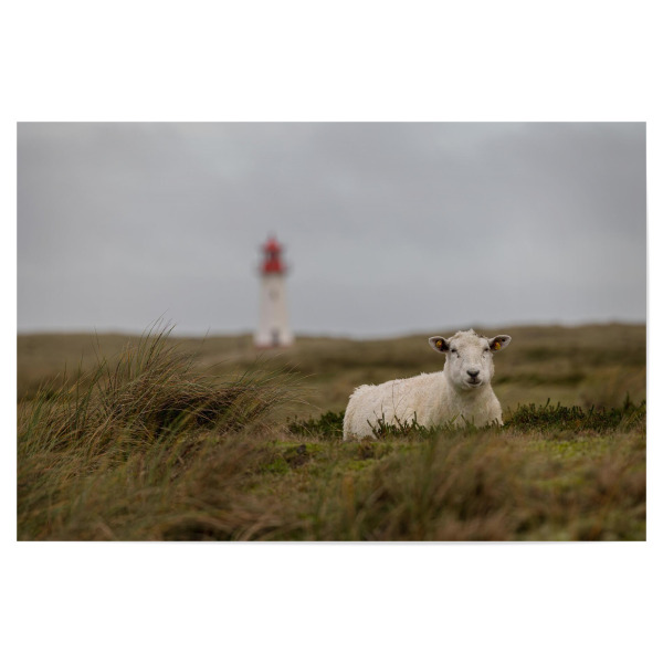 Poster "Schaf & Leuchtturm" artboxONE - Natur,Tiere - Sylt,Reise,Dünen,Schaf,Leuchtturm,Maritim,Fotografie