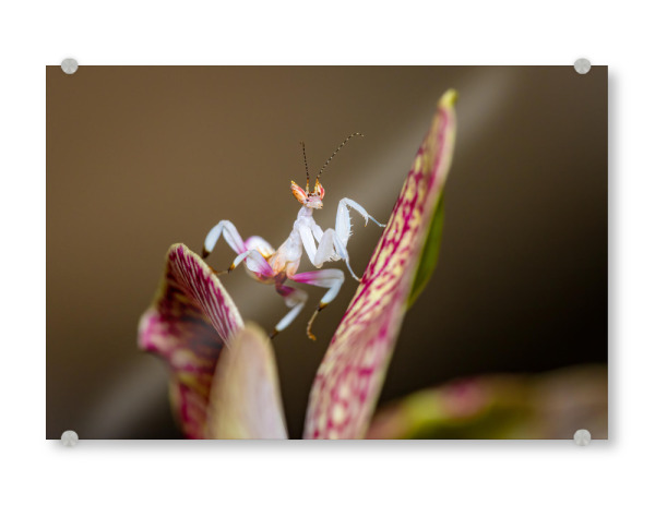 Acrylglasbild "Junge Orchideenmantis" artboxONE - Tiere - Gottesanbeterin,Mantis,Insekt,Insekten,Orchideenmantis,Blütenmantis,Fangschrecken