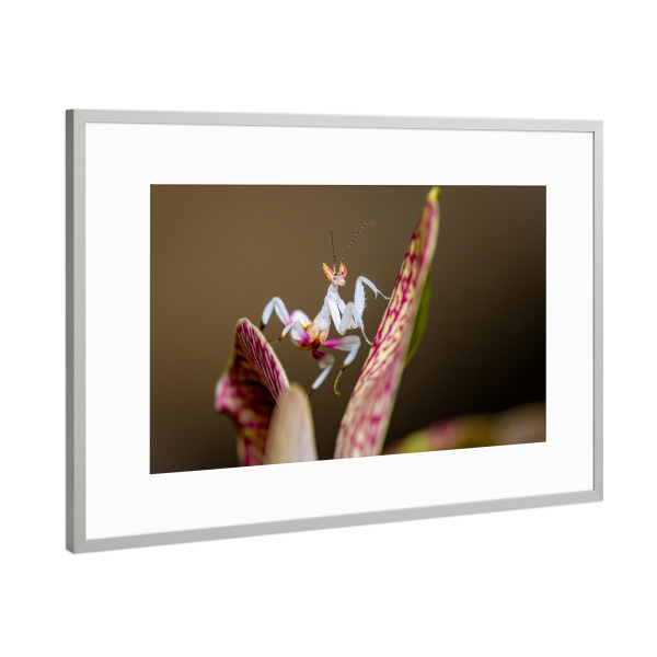 Poster mit Rahmen Silber "Junge Orchideenmantis" artboxONE - Tiere - Gottesanbeterin,Mantis,Insekt,Insekten,Orchideenmantis,Blütenmantis,Fangschrecken