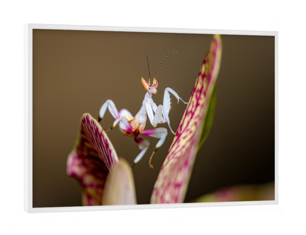 Poster mit weißem Rahmen "Junge Orchideenmantis" artboxONE - Tiere