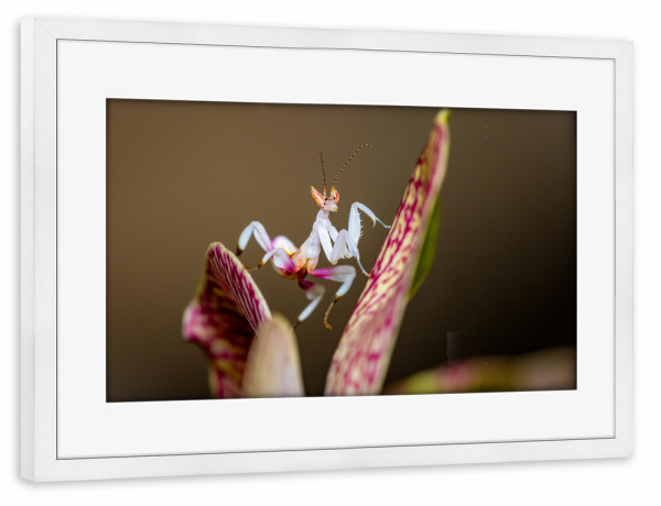 Poster mit Rahmen weiß "Junge Orchideenmantis" artboxONE - Tiere - Gottesanbeterin,Mantis,Insekt,Insekten,Orchideenmantis,Blütenmantis,Fangschrecken