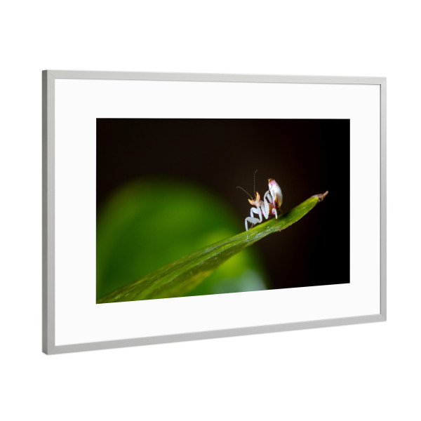 Poster mit Rahmen Silber "Die Orchideenmantis" artboxONE - Natur,Tiere