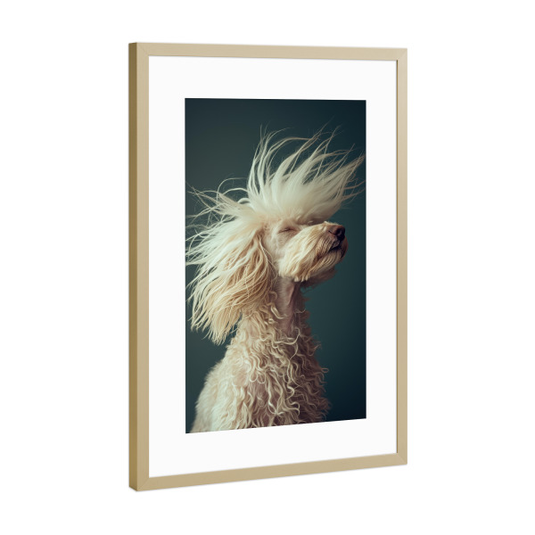 Poster mit Rahmen Gold "Pudel mit lustigem Haar" artboxONE - Tiere,Lustig