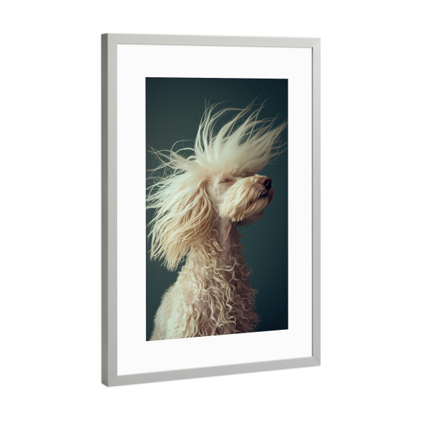 Poster mit Rahmen Silber "Pudel mit lustigem Haar" artboxONE - Tiere,Lustig