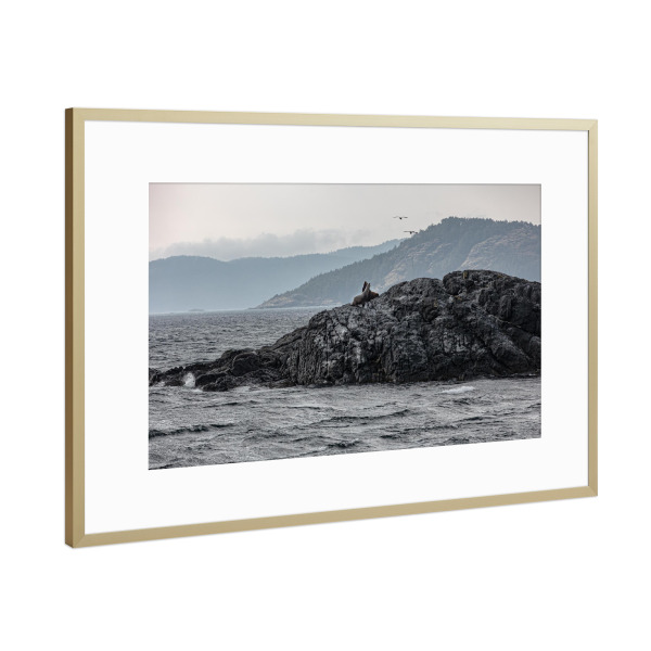 Poster mit Rahmen Gold "Seehunde Kanada" artboxONE - Natur,Reise - Tiere,Kanda,Reise,Meer,Seehunde,Seelöwen,Wasser,Grau,Fotografie