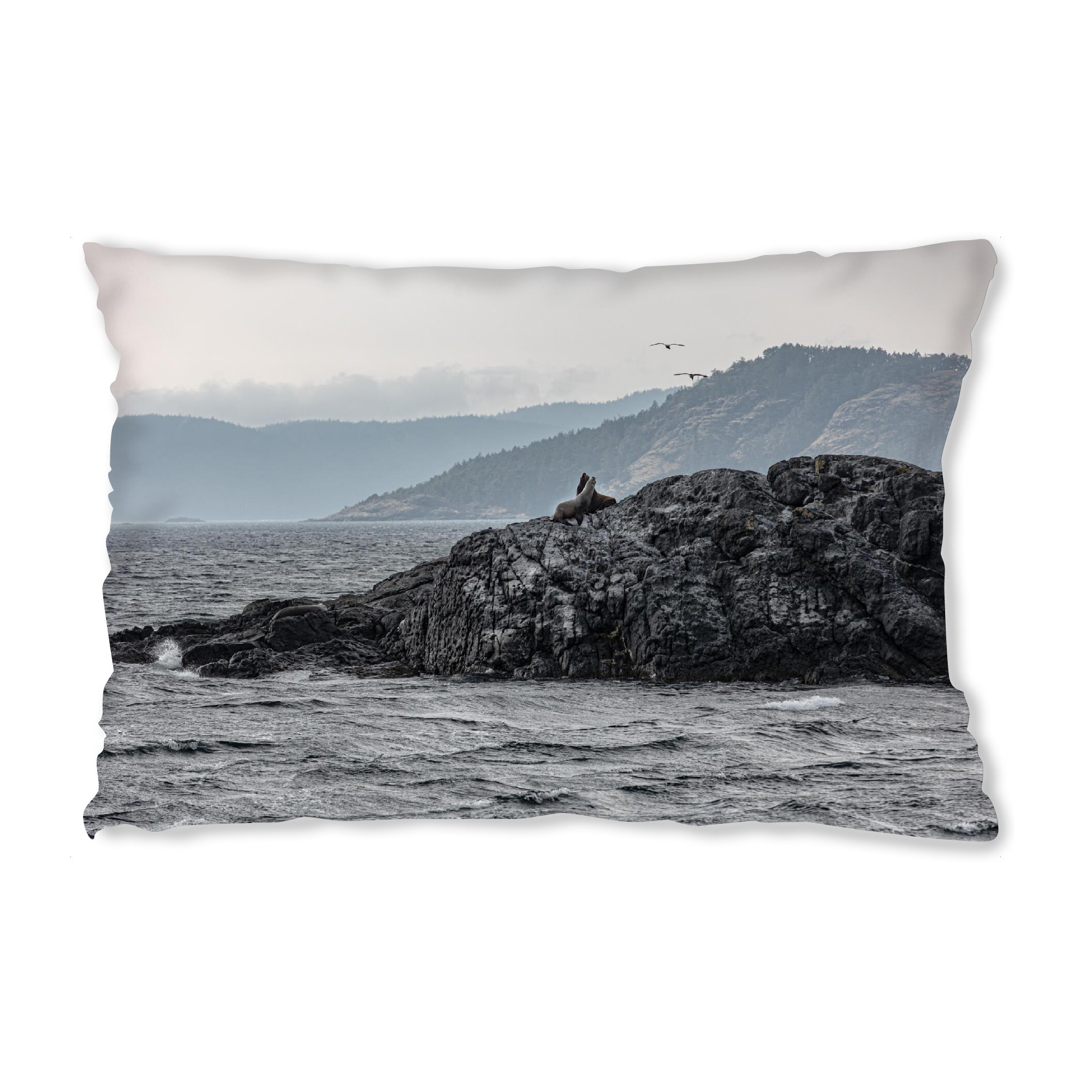 Design-Kissen "Seehunde Kanada" artboxONE - Natur,Reise - Tiere,Kanda,Reise,Meer,Seehunde,Seelöwen,Wasser,Grau,Fotografie - Bild tiere