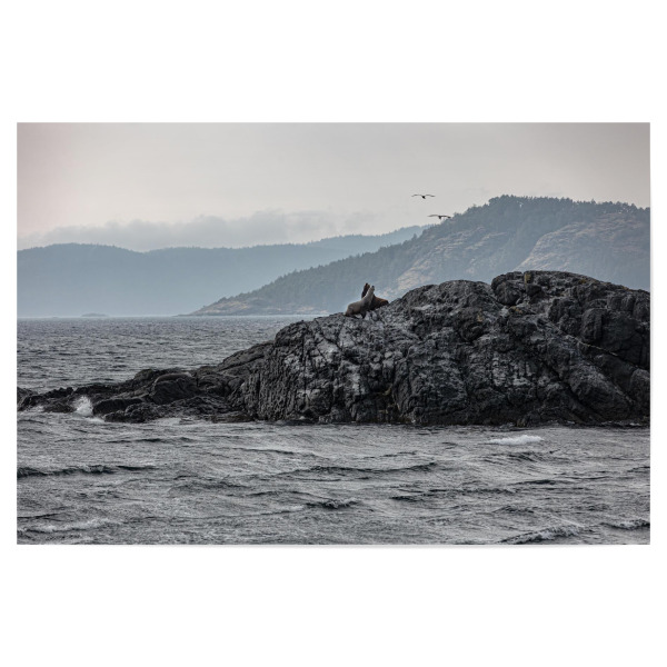 Poster "Seehunde Kanada" artboxONE - Natur,Reise - Tiere,Kanda,Reise,Meer,Seehunde,Seelöwen,Wasser,Grau,Fotografie
