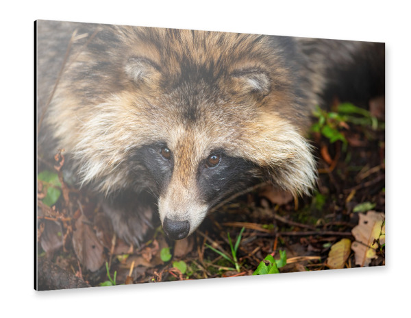 Alu-Dibond "Marderhund Porträt" 30x20 cm artboxONE