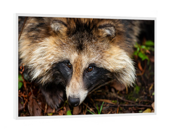 Poster mit weißem Rahmen "Marderhund Porträt" artboxONE - Natur,Tiere - Marderhund,Wildtier,Waldtier,Waschbär,Porträt