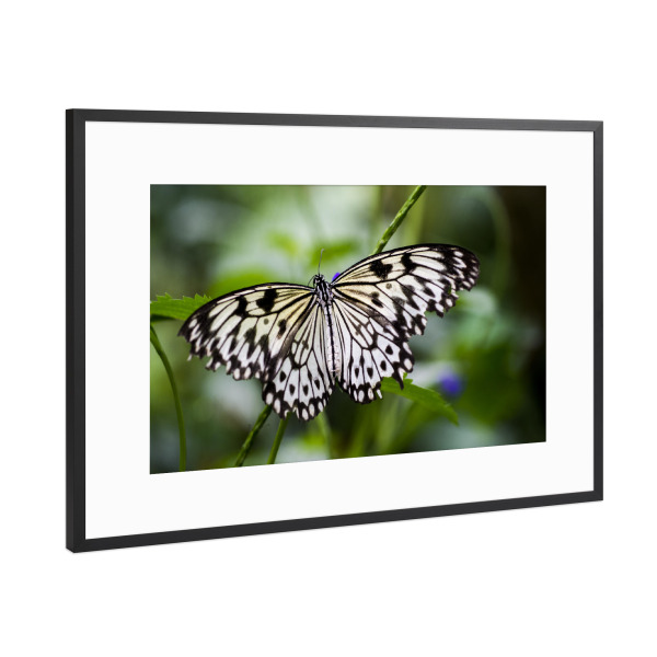 Poster mit Rahmen Schwarz (Metallic) "Schwarz-weißer Schmetterling" artboxONE - Natur,Tiere - Schmetterlinge,Mariposa,Naturfotografie