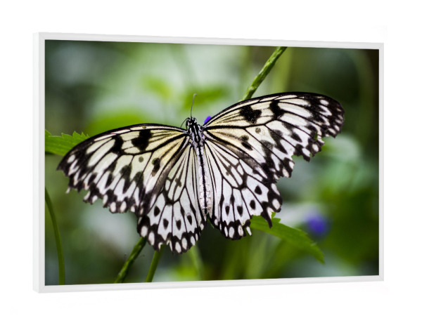 Poster mit weißem Rahmen "Schwarz-weißer Schmetterling" artboxONE - Natur,Tiere - Schmetterlinge,Mariposa,Naturfotografie