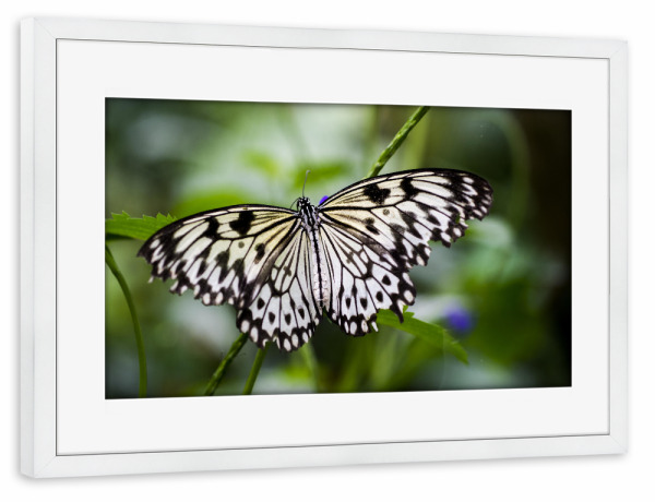 Poster mit Rahmen weiß "Schwarz-weißer Schmetterling" artboxONE - Natur,Tiere - Schmetterlinge,Mariposa,Naturfotografie