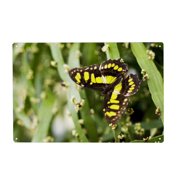 Holzbild "Schmetterling im Freien" artboxONE - Natur,Tiere - Butterfly,Butterflies,Mariposa,Schmetterling