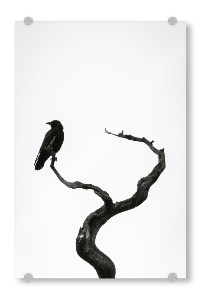 Acrylglasbild "Schwarzer Vogel auf der Hut" artboxONE - Natur,Tiere
