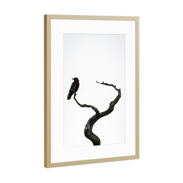 Poster mit Rahmen Gold "Schwarzer Vogel auf der Hut" artboxONE - Natur,Tiere